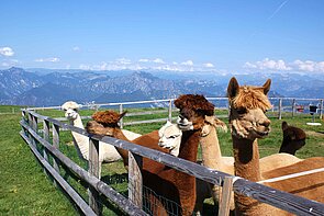 Foto: Gardasee