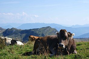 Foto: Gardasee